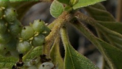 Tournefortia pubescens