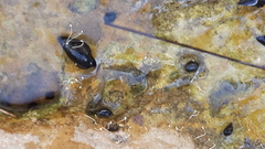 Melanopsis costata image