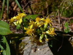 Solidago glomerata