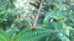 Trachelophorus