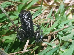 Pseudophryne bibronii