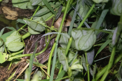 iNaturalist image