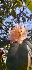 Rhododendron × hybridum