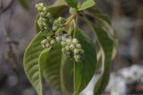 Image of Tournefortia pubescens by no rights reserved