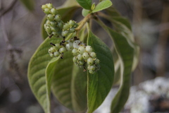 Tournefortia pubescens
