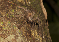 Psalmopoeus