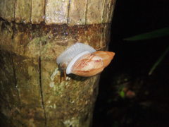 Plekocheilus glaber