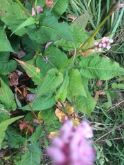 Bistorta amplexicaulis