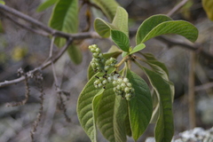 Tournefortia pubescens