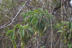 Tournefortia pubescens