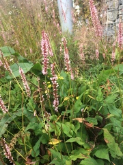 Bistorta amplexicaulis