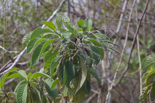 Image of White Haired Tournefortia (Tournefortia pubescens) by no rights reserved