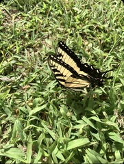 Papilio canadensis × glaucus