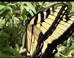 Papilio canadensis × glaucus