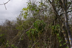 Tournefortia pubescens