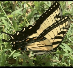 Papilio canadensis × glaucus