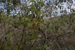 Tournefortia pubescens