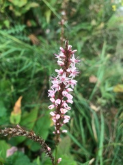 Bistorta amplexicaulis