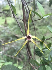 Strophanthus gerrardii