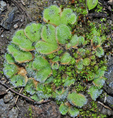 Riccia gougetiana armatissima