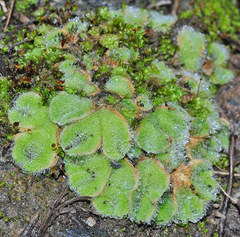 Riccia gougetiana armatissima