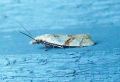 Phtheochroa vitellinana