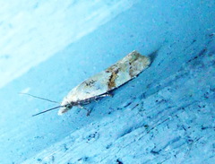 Phtheochroa vitellinana
