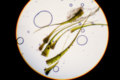 Dicranodontium denudatum