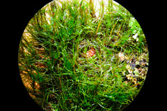 Dicranodontium denudatum