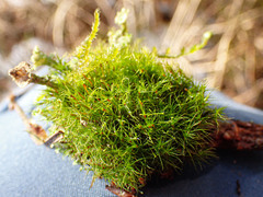 Dicranodontium denudatum