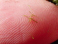 Dicranodontium denudatum