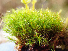 Dicranodontium denudatum