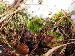 Dicranodontium denudatum