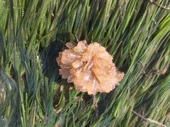 Ecteinascidia turbinata