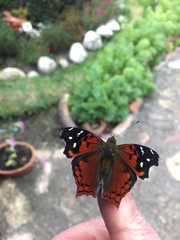 Hypanartia cinderella