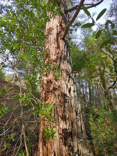 California incense-cedar
