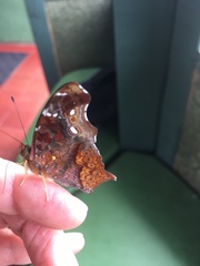 Hypanartia cinderella