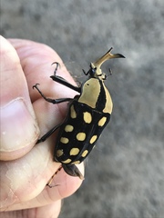 Mecynorhina passerinii