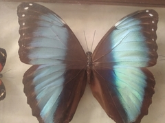 Morpho helenor macrophthalmus