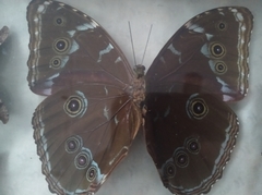 Morpho helenor macrophthalmus