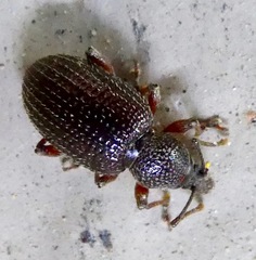 Otiorhynchus cribricollis