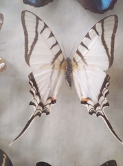 Protesilaus protesilaus