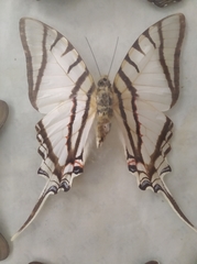 Protesilaus protesilaus