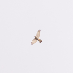 Accipiter nisus