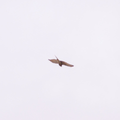 Accipiter nisus
