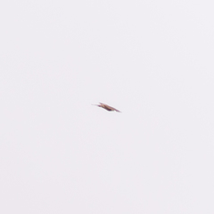 Accipiter nisus