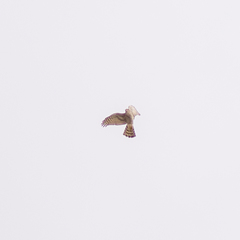 Accipiter nisus