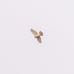 Accipiter nisus