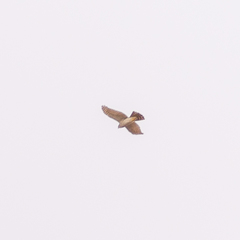 Accipiter nisus
