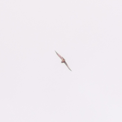 Accipiter nisus